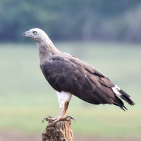 Grey-headed Fish-Eagle